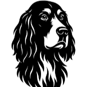 Sb5 Setter Gordon.png