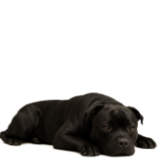 S99 Staffie noir.png