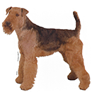 A06 Airedale E.png