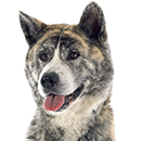 A11 Akita - Cyno.png