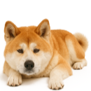 A23 Akita @Iselée.png