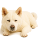 A29 Akita.png