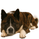 A33 Akita.png