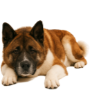 A34 Akita US.png