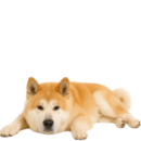 A35 Akita US.png