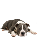 A36 Amstaff.png