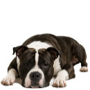 A37 Amstaff.png