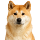A38 Akita.jpg