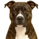 A39 Amstaff.png