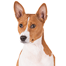 B02 Basenji - otsphoto.png