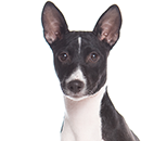 BK3 Basenji ©A-Utekhina.png