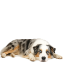 BL9 Aussie @GPT.png