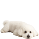 BM7 Bichon.png