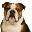 BN3 Bulldog.png