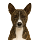 BN4 Basenji.png