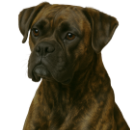 BP0 Boxer @GPT.png