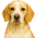 Bn6 Beagle.png