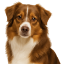 Bn8 Aussie TOY.png