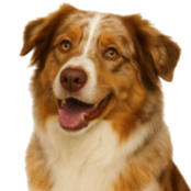 Bn9 Aussie.png