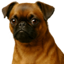 BD6 Brabançon @Isselée.png