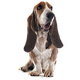 B01 Basset Hound A.jpg