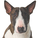 BE6 Bull Terrier Bringé T.jpg