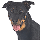 BH4 Beauceron T.png