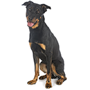 BH5 Beauceron A.png