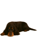 C24 Cocker @Cyno.png