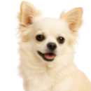 Cc5 Chihuahua.png