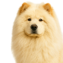C80 Chow @Cyno.png