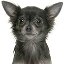 C37 Chihuahua gris PL.jpg