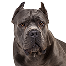 C74 Cane Corso OC T.png