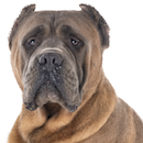 C79 Cane Corso fauve T.png