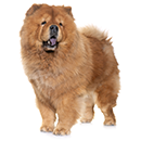 C88 Chow-Chow E.png