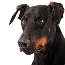 D11 Doberman @iwfoto.png