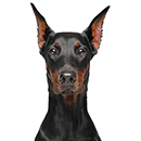 D38 Doberman.png