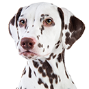 D41 Dalmatien.png