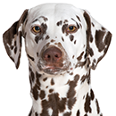 D43 Dalmatien.png