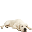D49 Dogo.png