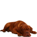 D50 Dog Bdx.png