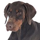 D28 Doberman brun T.png