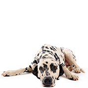 D34 Dalmatien C.png