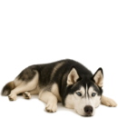 H16 Husky.png