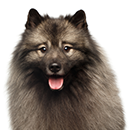 K04 KEESHOND.png