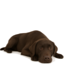 L43 Labrador .png