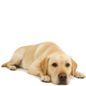 L45 Labrador.png