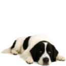 L47 Landseer.png