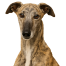 L51 Galgo.png