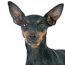 P01 Pinscher ©Cyno.png